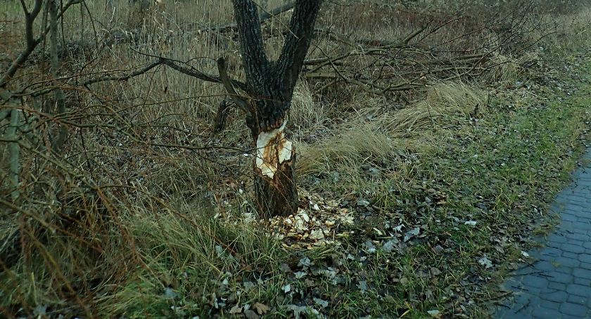 Zrobiły pułapkę na ludzi przy Kadetów 