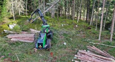 Wycinki w Wawrze Las Matki Mojej. O czym warto pamiętać? 