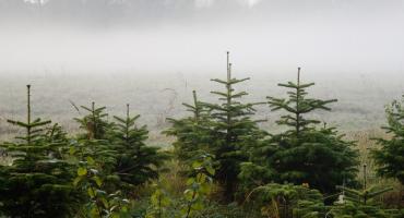 Poświąteczna zbiórka choinek!