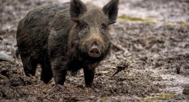 Rafał Trzaskowski postanowił: dziki muszą odejść