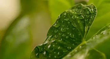 Za mało zieleni w Wawrze?