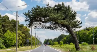 Sosna falenicka walczy o tytuł Warszawskiego Drzewa Roku. Mieszkańcy Wawra łączą siły!